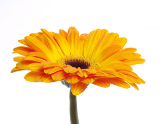 Similar image 157386