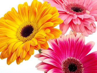 Similar image 157539