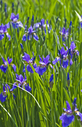 Similar image 159329