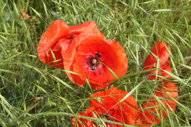 Similar image 159631