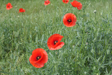 Similar image 159632