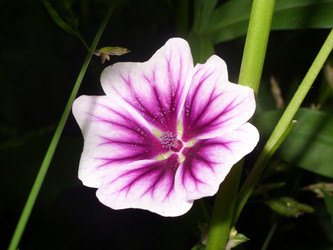 Similar image 159894