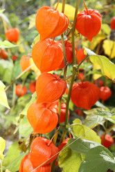 Similar image 160145