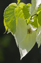 Similar image 160494