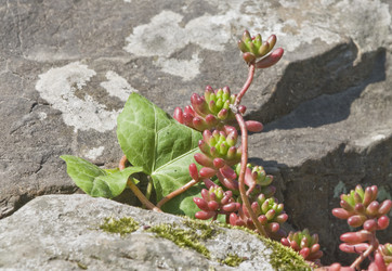 Similar image 160595