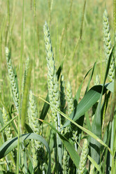 Similar image 160642