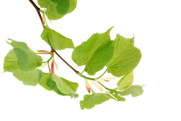 Similar image 160739