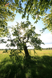 Similar image 160764