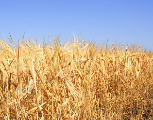 Similar image 160912