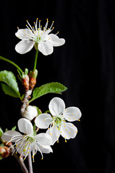 Similar image 160961