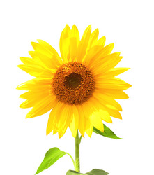 Similar image 161013