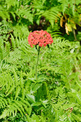 Similar image 161135