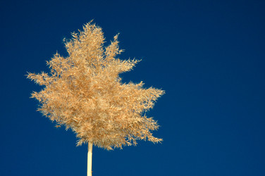 Similar image 161354