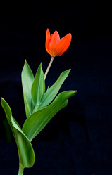 Similar image 161384