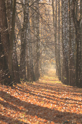 Similar image 161474