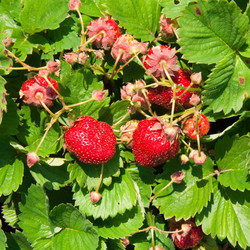 Similar image 161519