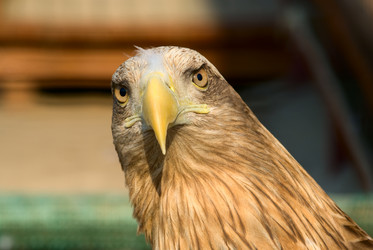 Similar image 161752