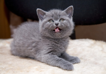 Similar image 161833