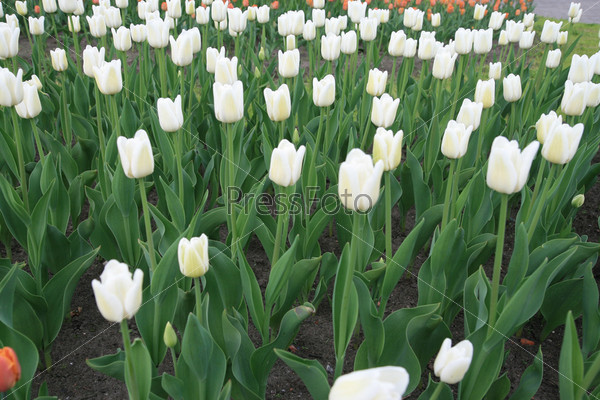 Фотография на тему Белые тюльпаны на клумбе