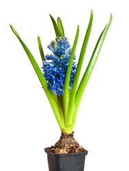 Similar image 161899