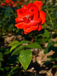 Similar image 162004