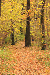 Similar image 162245