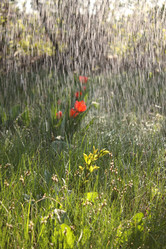 Similar image 162276