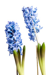 Similar image 162349