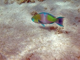 Similar image 162440