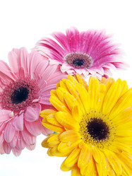 Similar image 162687