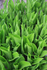 Similar image 162724