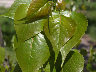 Similar image 162733