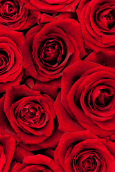 Similar image 162741