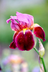 Similar image 162835