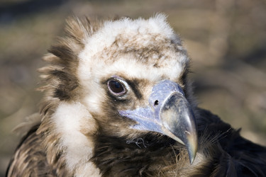 Similar image 162929