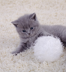 Similar image 163050