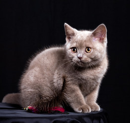 Similar image 163620