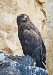 Similar image 164199