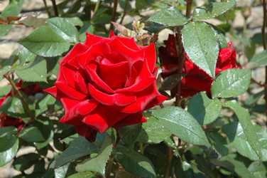 Similar image 164239