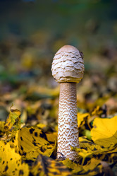 Similar image 165091