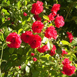 Similar image 165235