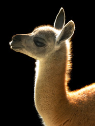 Similar image 165558