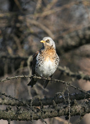 Similar image 167005