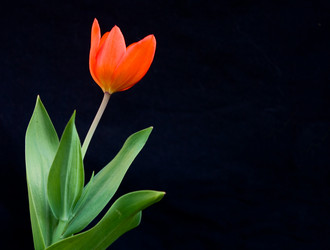 Similar image 167316