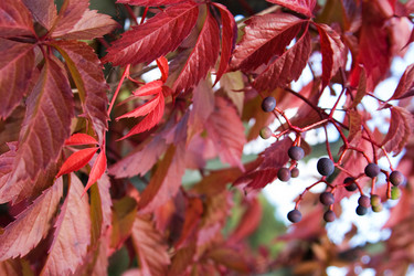 Similar image 170238