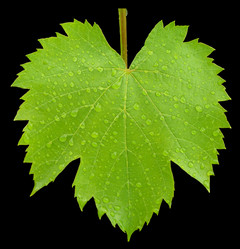 Similar image 170290