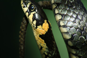 Similar image 170317