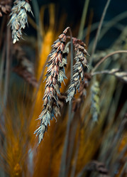 Similar image 170416