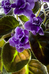 Similar image 170660