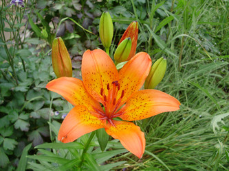 Similar image 170707